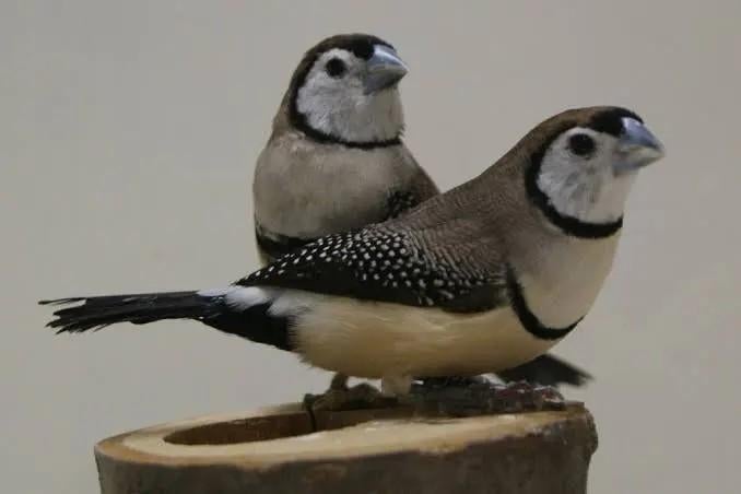 Laatste koppel bichenow astrilde, Dieren en Toebehoren, Vogels | Overige Vogels, Meerdere dieren
