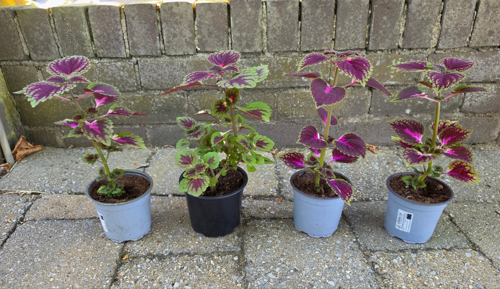 Prachtige Coleus (Siernetel) planten, Ophalen, Overige soorten, Volle zon