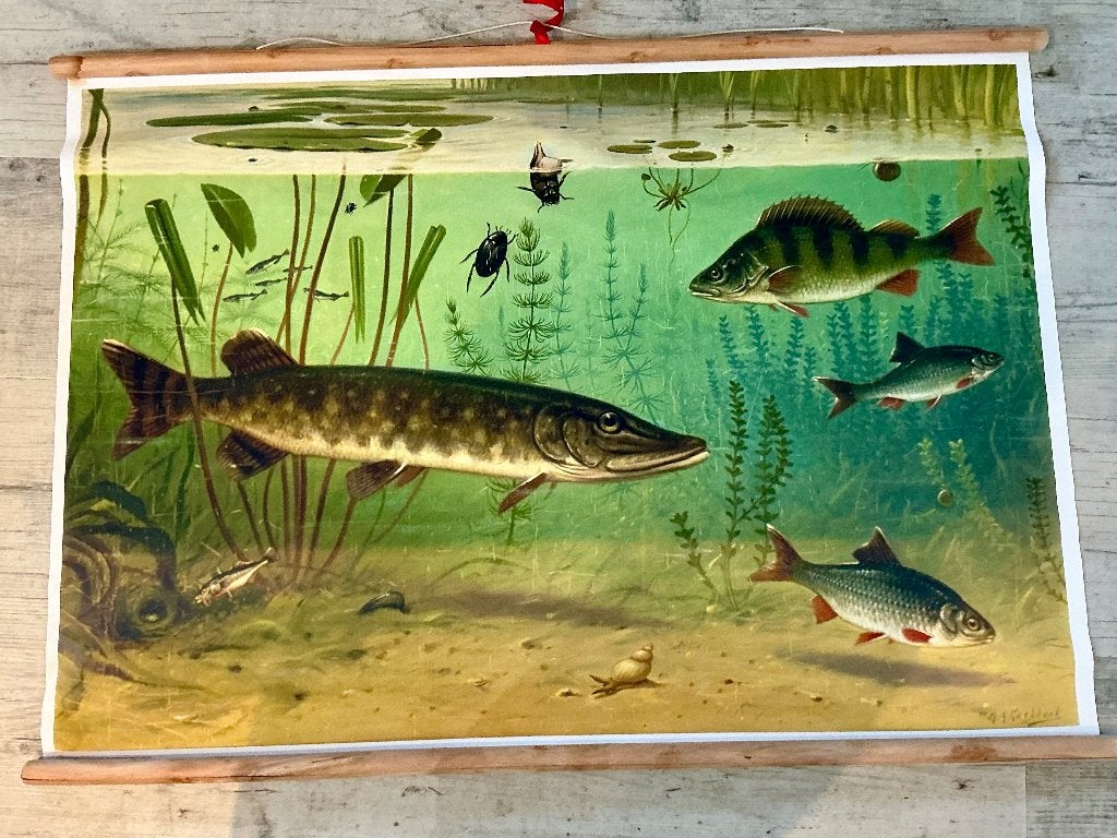 Canvas Schoolplaat Zoetwatervissen (90x70 cm.), Gebruikt, Rechthoekig Liggend, Ophalen of Verzenden, Canvas of Doek