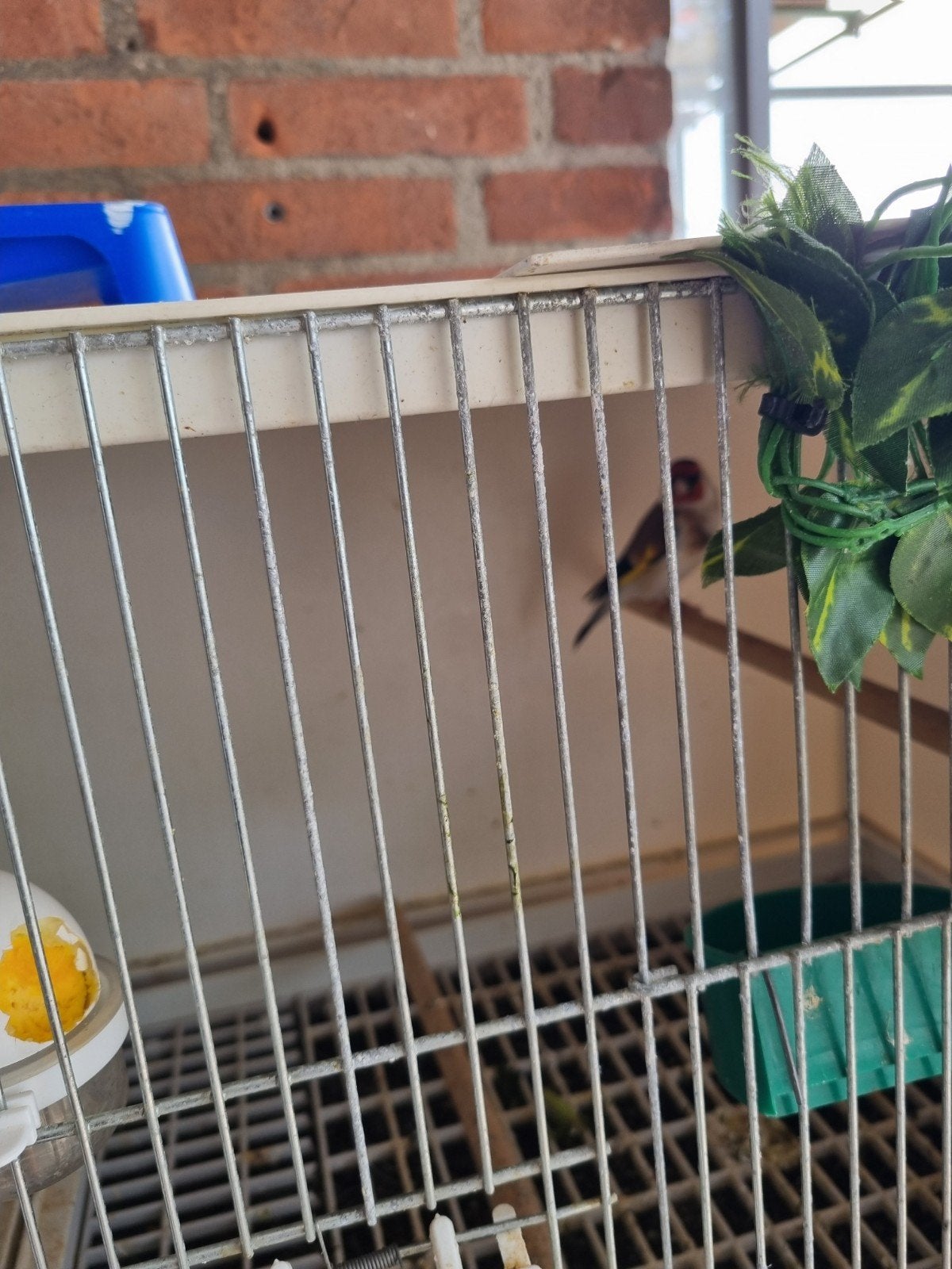 Majoor putters, Dieren en Toebehoren, Vogels | Overige Vogels, Meerdere dieren, Wildzangvogel