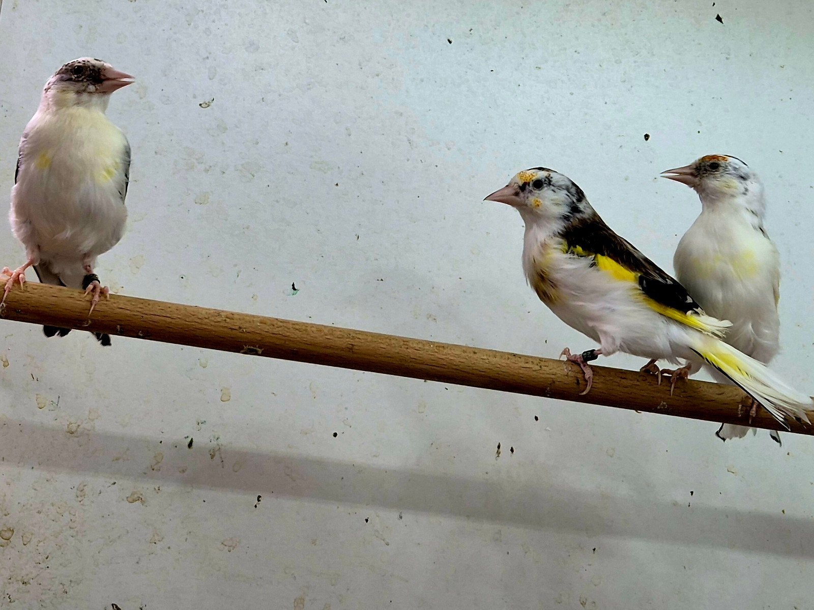 Majoor puttets 2026, Dieren en Toebehoren, Meerdere dieren, Wildzangvogel, Geringd