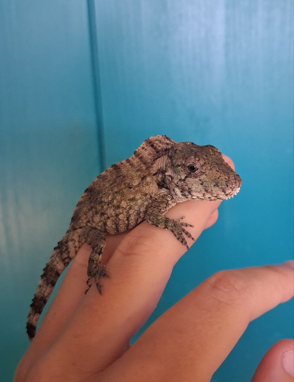Nk cubaanse valse kameleon - anolis barbatus 3.1, Dieren en Toebehoren, Reptielen en Amfibieën, Hagedis, Tam, 0 tot 2 jaar