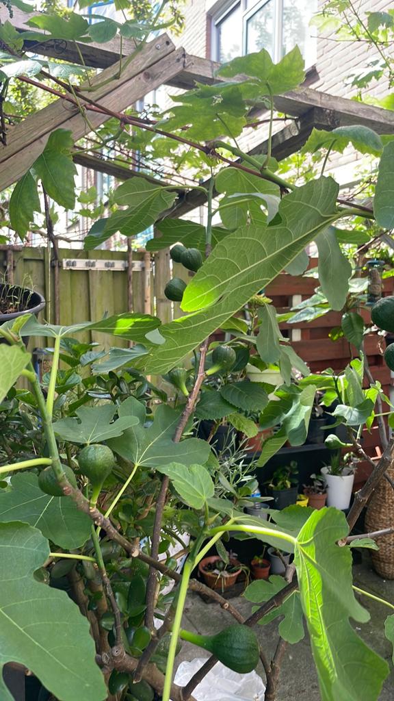 Vijgenboom, Tuin en Terras, Planten | Bomen, Volle zon, Bloeit niet, 100 tot 250 cm, Overige soorten