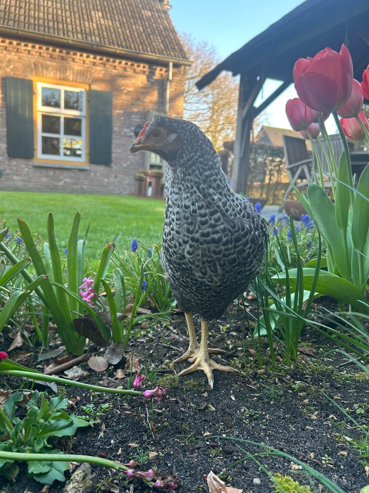 Legkippen in de kleur Mechelse Koekkoek, Dieren en Toebehoren, Pluimvee, Vrouwelijk, Kip