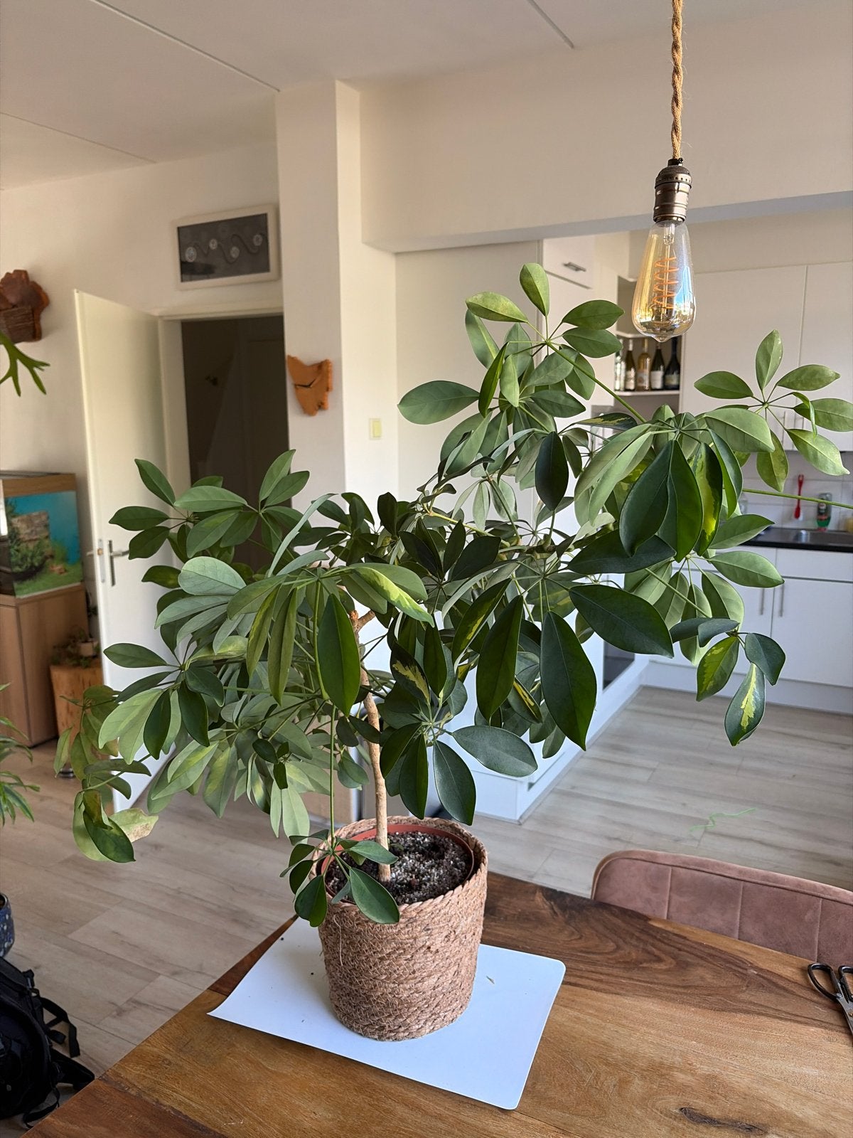 Schefflera Vingerplant - 80 cm inclusief pot, Ophalen, Binnen, Met pot of vaas, Overige typen