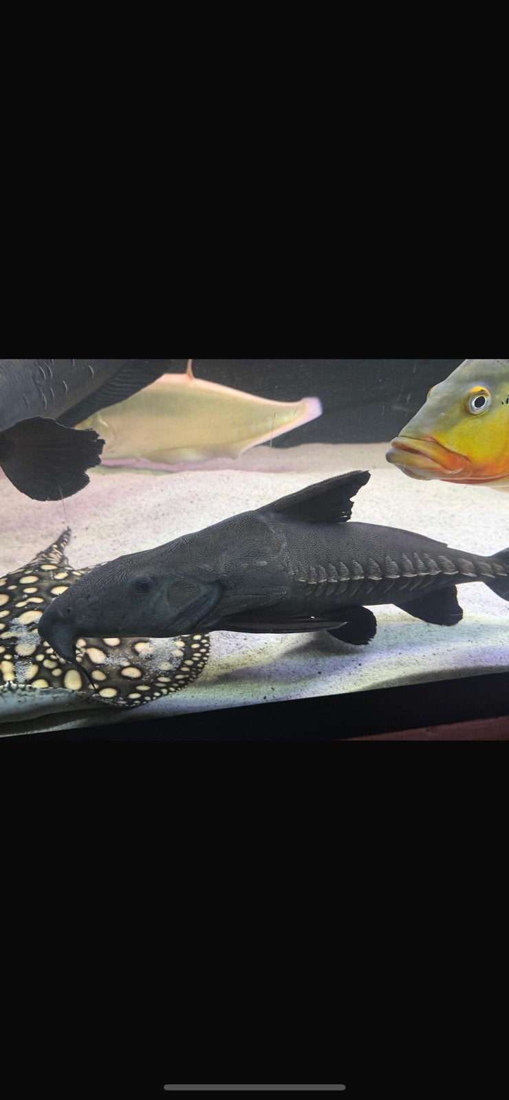 Oxydoras niger, Vis, Zoetwatervis