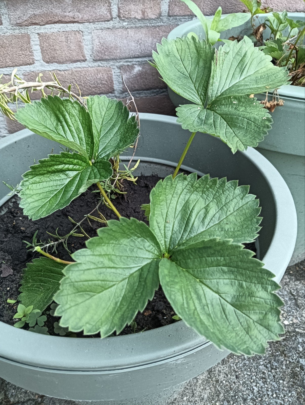 Aardbeien, Ophalen, Volle zon