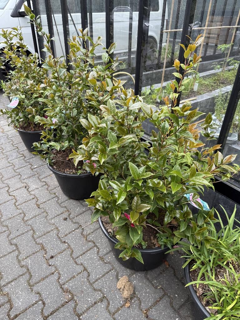 sierstruik, Ophalen, Overige soorten, Struik, Minder dan 100 cm