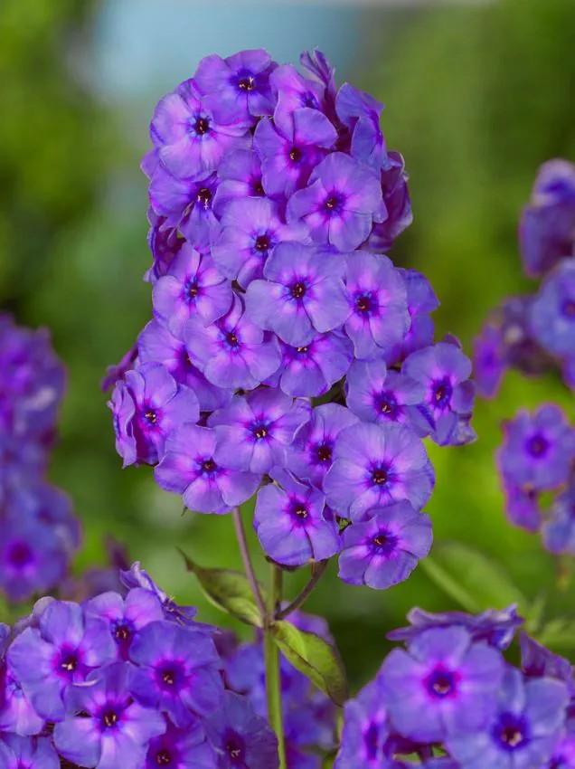 Phlox Amethyst, Tuin en Terras, Ophalen, Volle zon