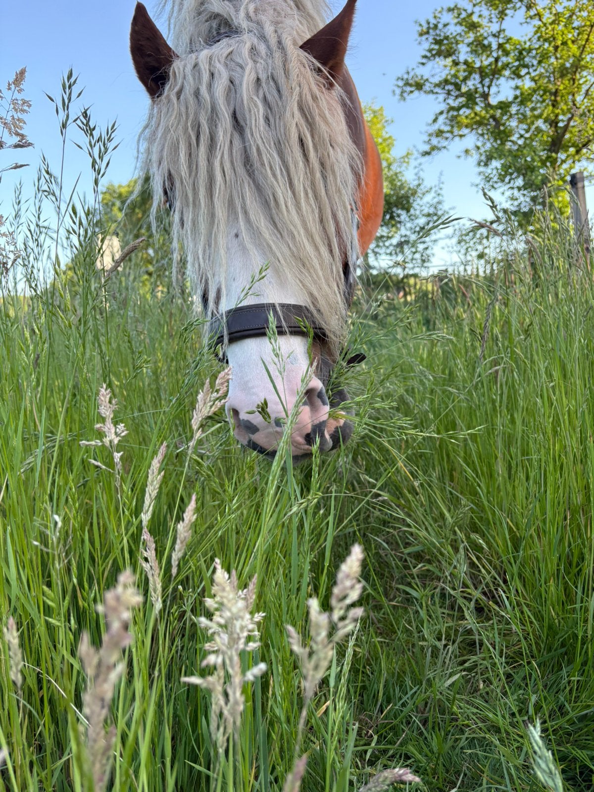 Gezocht kleine baaltjes hooi, Dieren en Toebehoren, Dierenvoeding, Ophalen, Vee