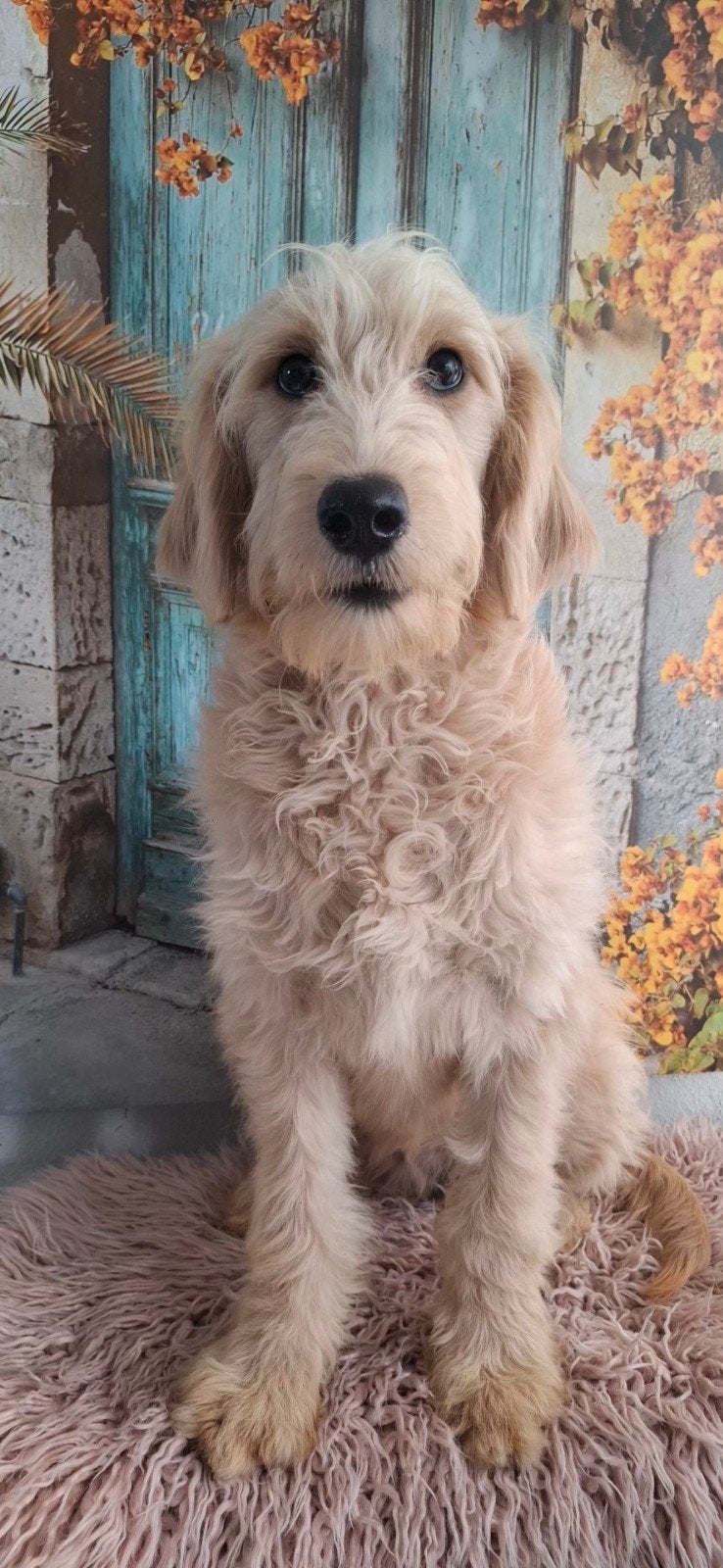 nog 2 golden doodle pupjes uit gezond geteste ouders, 15 weken tot 1 jaar, Overige rassen, CDV (hondenziekte), Teef