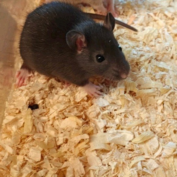 3 tamme rittens man te koop*, Dieren en Toebehoren, Knaagdieren, Rat, Mannelijk, Mei, Tam
