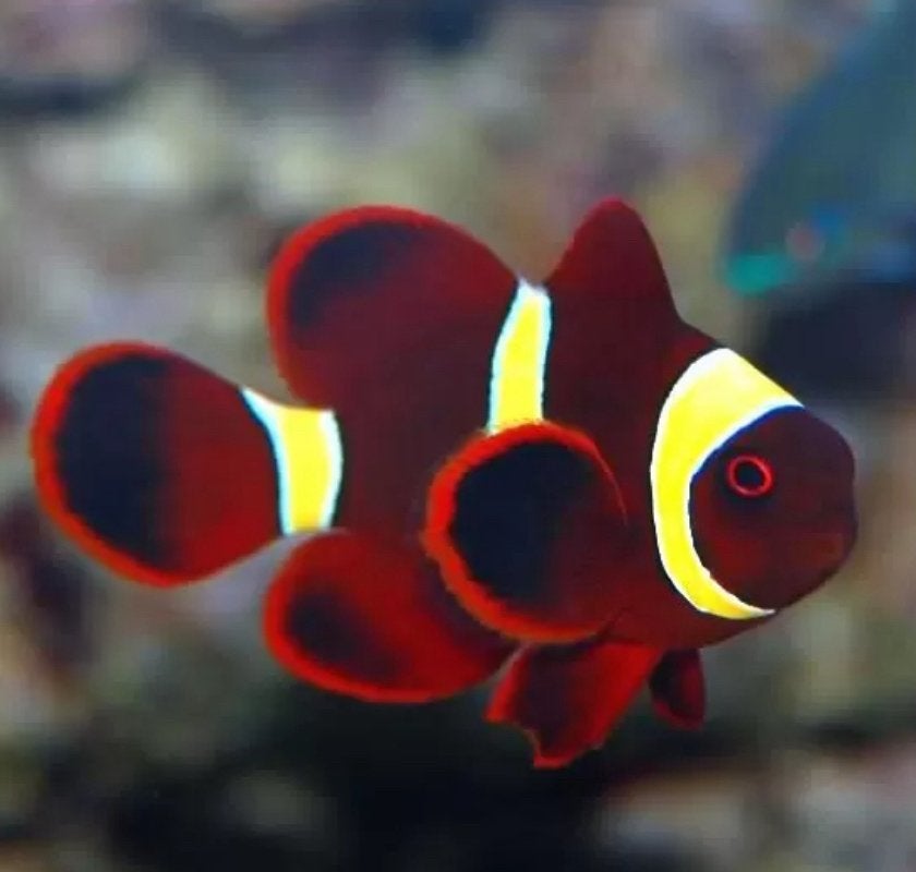 Koppel Premnas geelband anemoonvissen, Dieren en Toebehoren, Vissen | Aquariumvissen, Vis