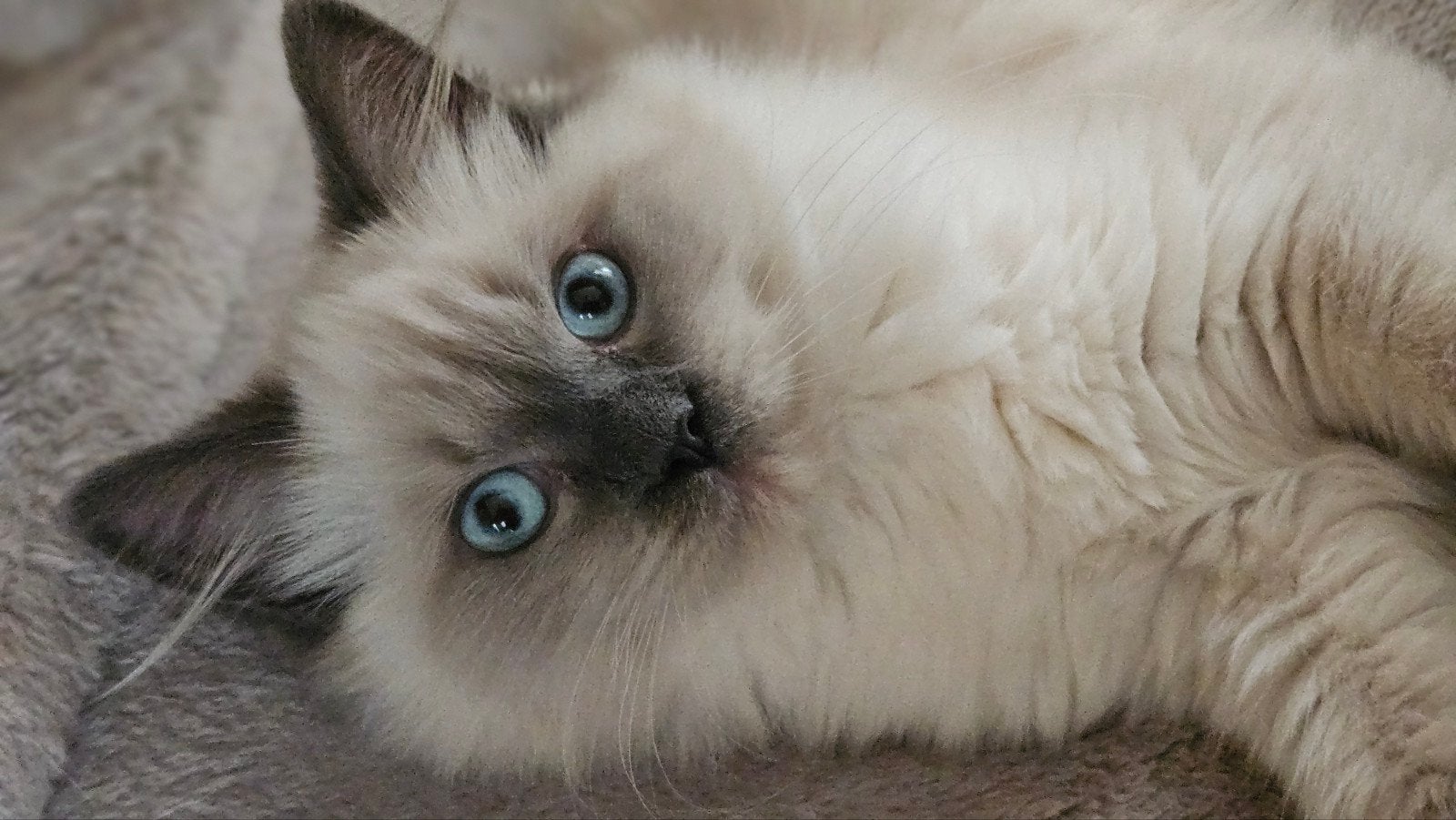 ragdoll x britse langhaar poesjes kitten, Poes, Ontwormd, 0 tot 2 jaar