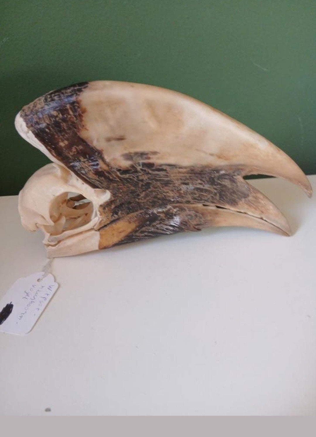 Witpootneushoornvogel schedel, Verzamelen, Dierenverzamelingen, Ophalen of Verzenden, Gebruikt, Vogel, Schedel