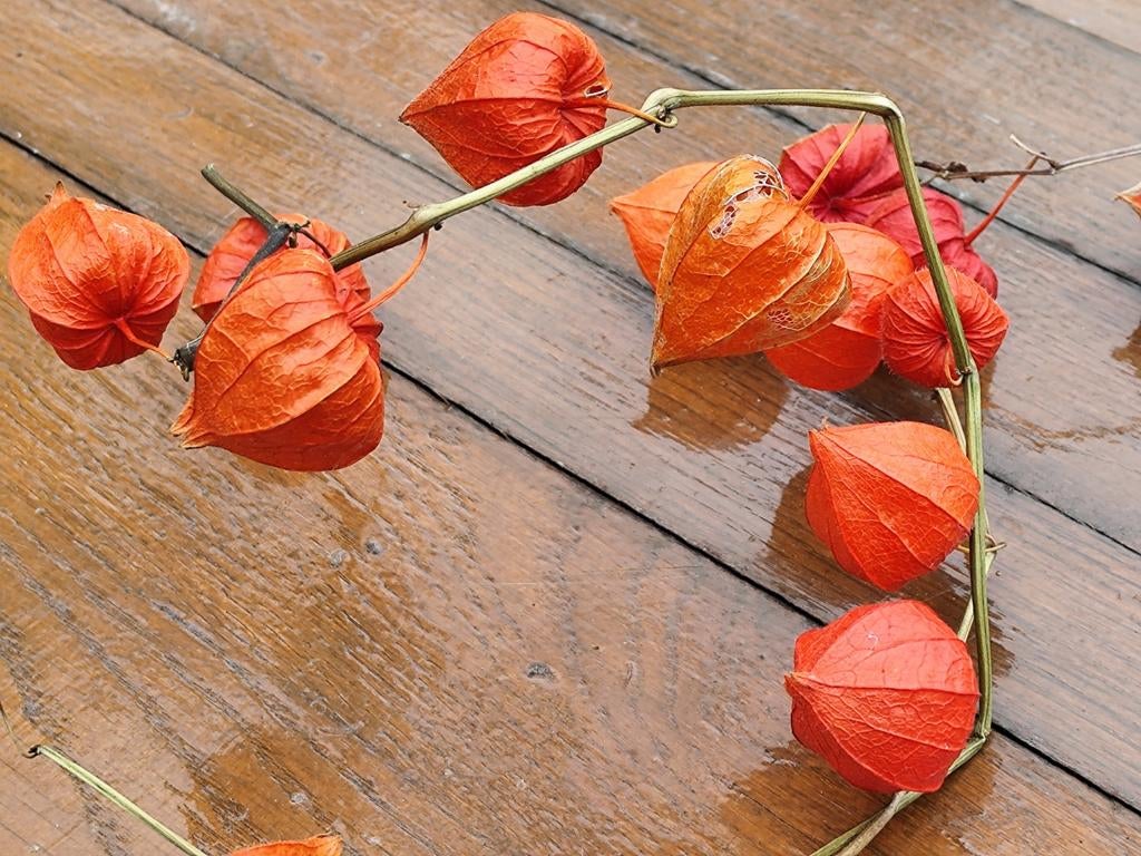 Lampionplant (Physalis alkekengi) - Oranje decoratie, Ophalen, Overige soorten, Volle zon