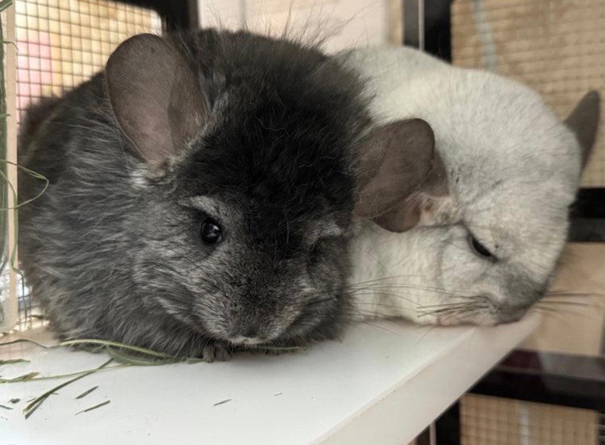 Gezocht: 2 jonge chinchilla’s (het liefst samen opgegroeid), Dieren en Toebehoren, Knaagdieren, Meerdere dieren, Chinchilla, Maart