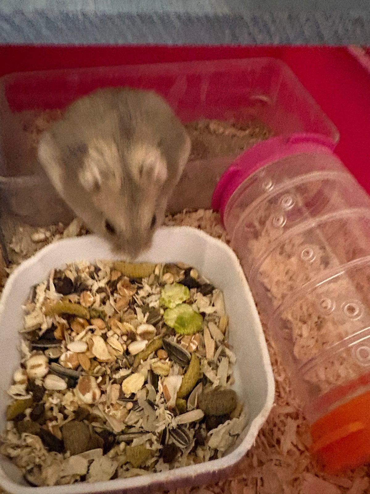 Mini dwerghamster 9 maanden oud 🫶🏻🫶🏻🫶🏻, Dieren en Toebehoren, Knaagdieren, September, Mannelijk, Hamster