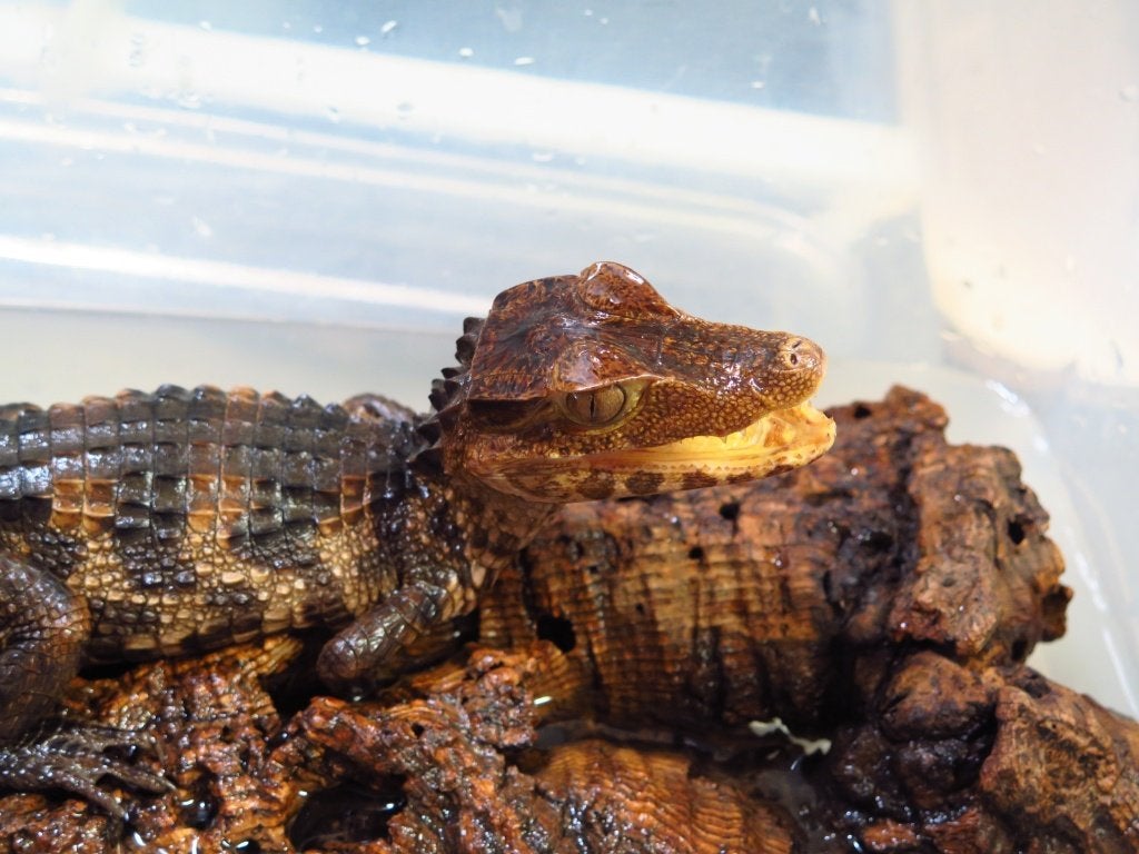 Paleosuchus palpebrosus Caïman nain de Cuvier 2025, Dieren en Toebehoren, 0 tot 2 jaar