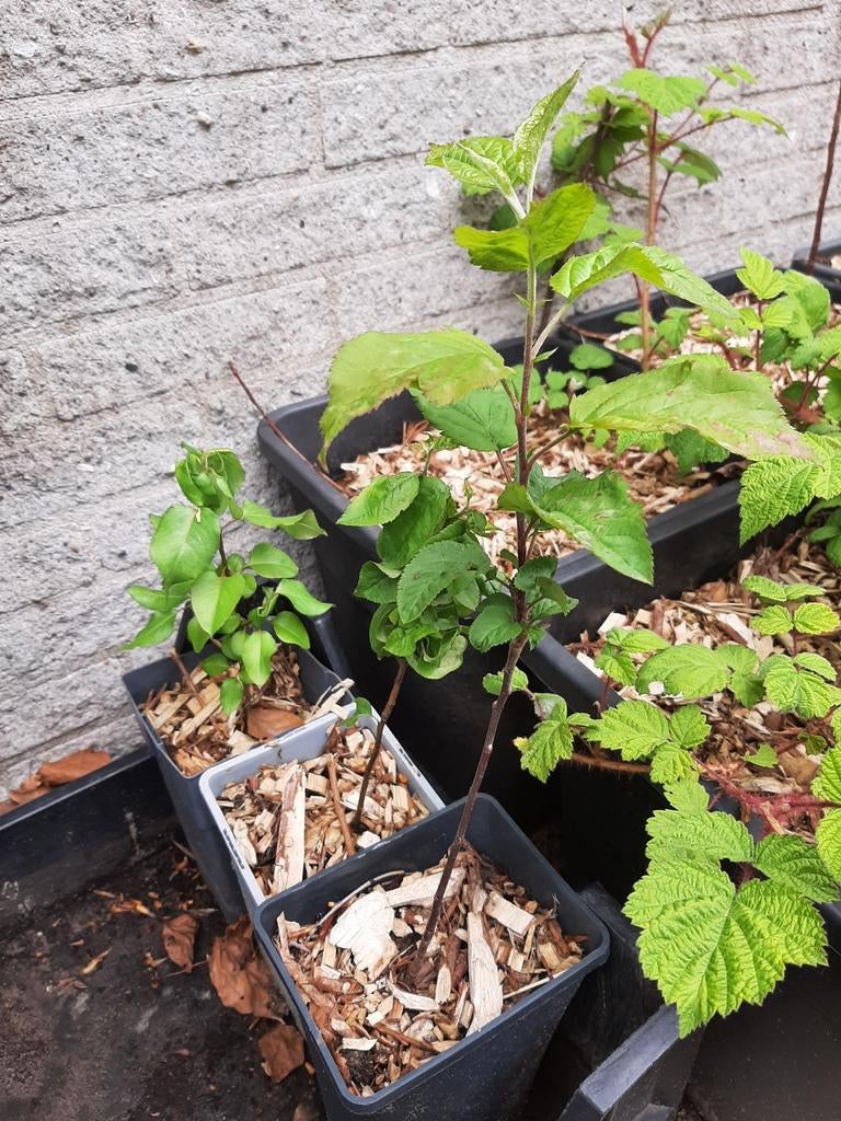 Appel boompjes, Ophalen, Minder dan 100 cm, Overige soorten, Lente