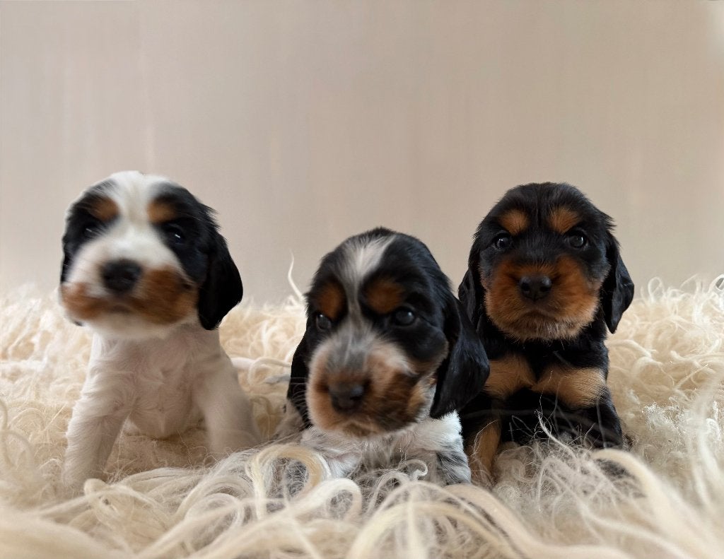 Drie Engelse Cocker Spaniël pups op zoek naar een huisje!, Parvo, 8 tot 15 weken, Meerdere, Meerdere dieren