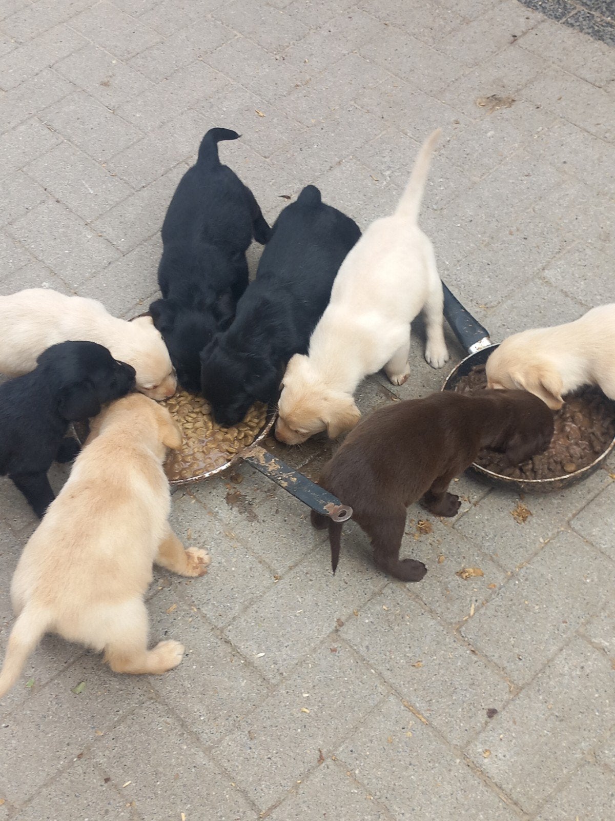 Labrador retriever GROOT SOORT LABRADOR, Dieren en Toebehoren, Parvo, 8 tot 15 weken, Labrador retriever, Meerdere