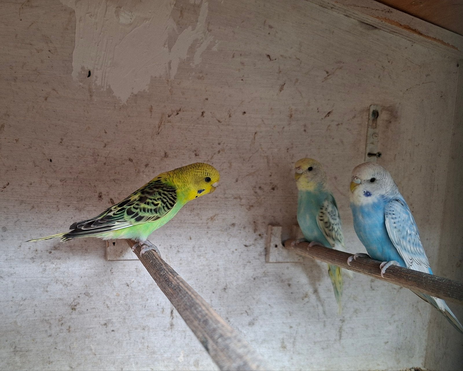 Grasparkieten, Dieren en Toebehoren, Vrouwelijk, Parkiet