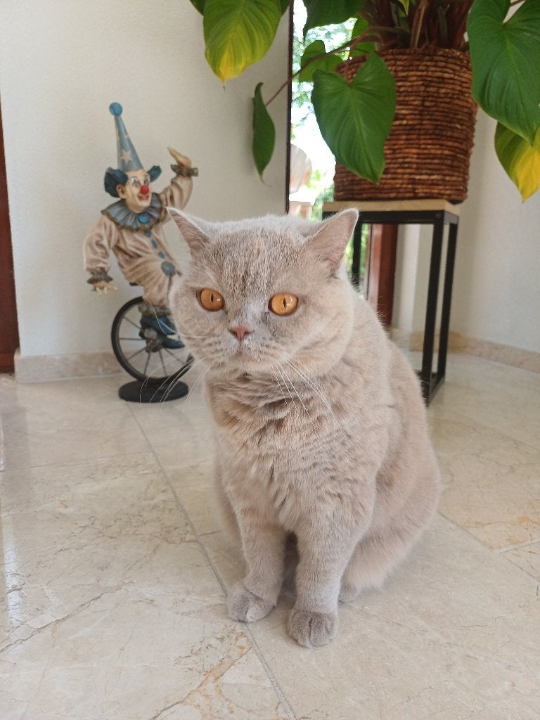 Katten, Dieren en Toebehoren, Katten en Kittens | Raskatten | Korthaar, Poes, Met stamboom, 3 tot 5 jaar