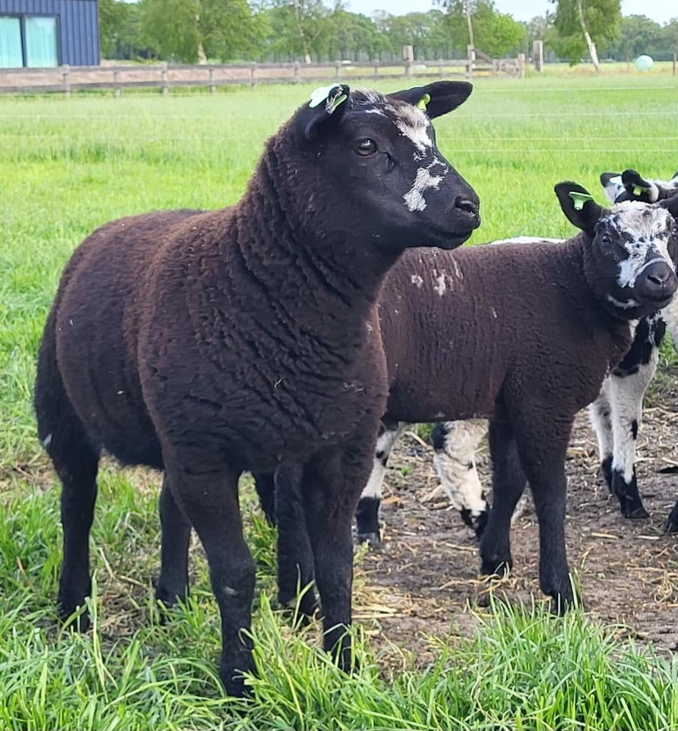 Weidelammeren, Dieren en Toebehoren, Meerdere dieren, Schaap
