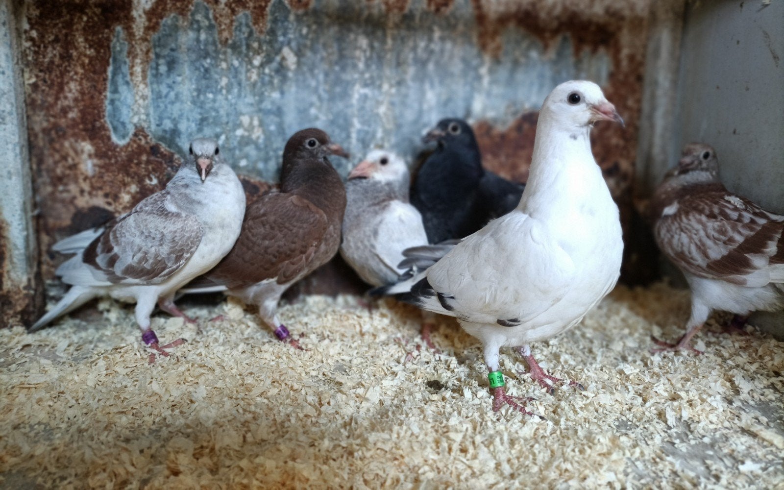 Mooie jonge kleur postduiven (piepers), Dieren en Toebehoren, Vogels | Duiven, Meerdere dieren, Postduif