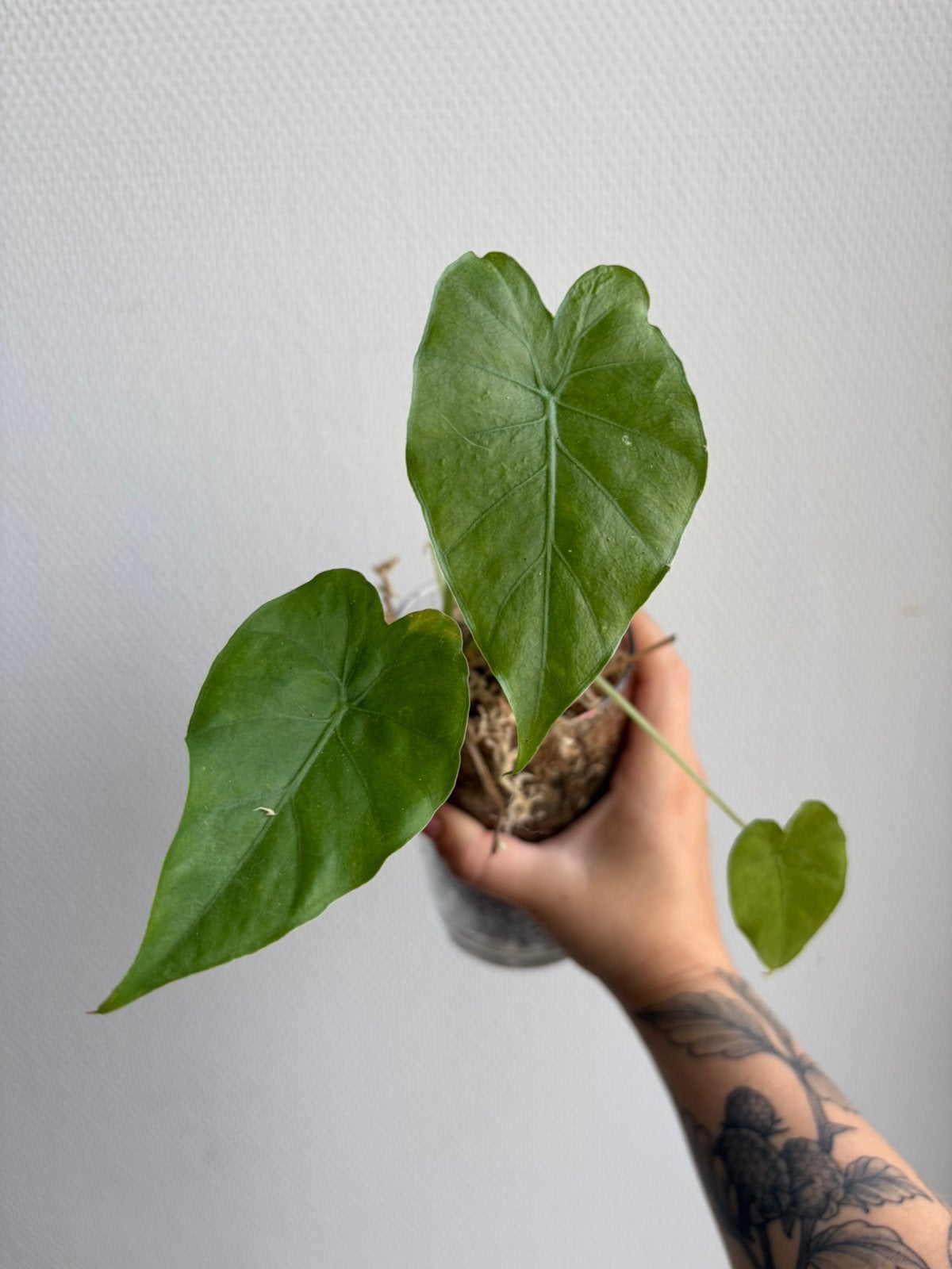 Alocasia Gageana, Huis en Inrichting, Overige soorten, In pot, Minder dan 100 cm, Groene kamerplant