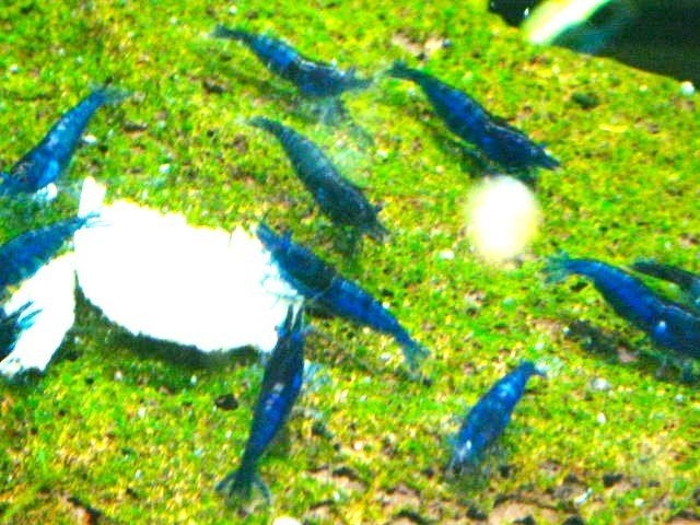 blue dream garnalen  diep blauw ook verzenden prijs 1,50, Kreeft, Krab of Garnaal, Zoetwatervis, Schoolvis