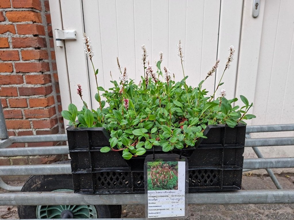 Bloeiende Persicaria 'Superba' (Duizendknoop) in pot!, Ophalen, Overige soorten, Volle zon