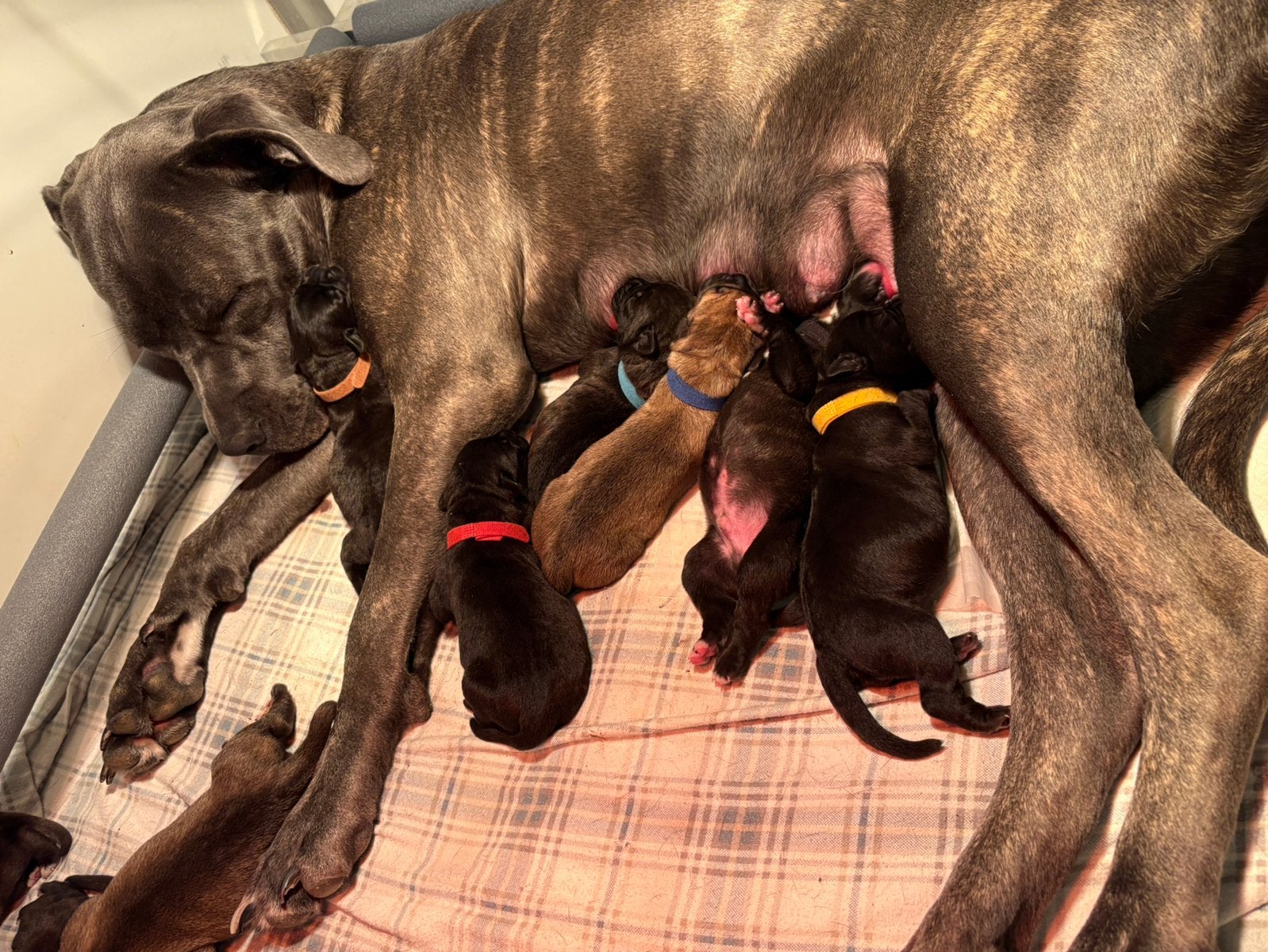 Cane corso pups, Overige rassen, 8 tot 15 weken, Meerdere, Meerdere dieren