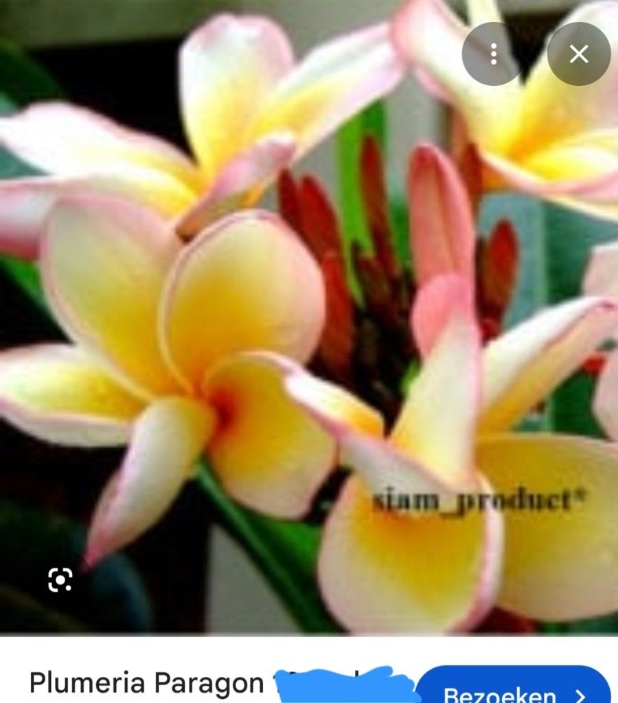 Plumeria frangipani, Tuin en Terras, Overige soorten, Volle zon, Vaste plant, Ophalen of Verzenden