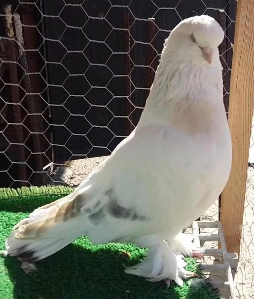Kureng of miski duiven op zoek, Dieren en Toebehoren, Meerdere dieren, Postduif