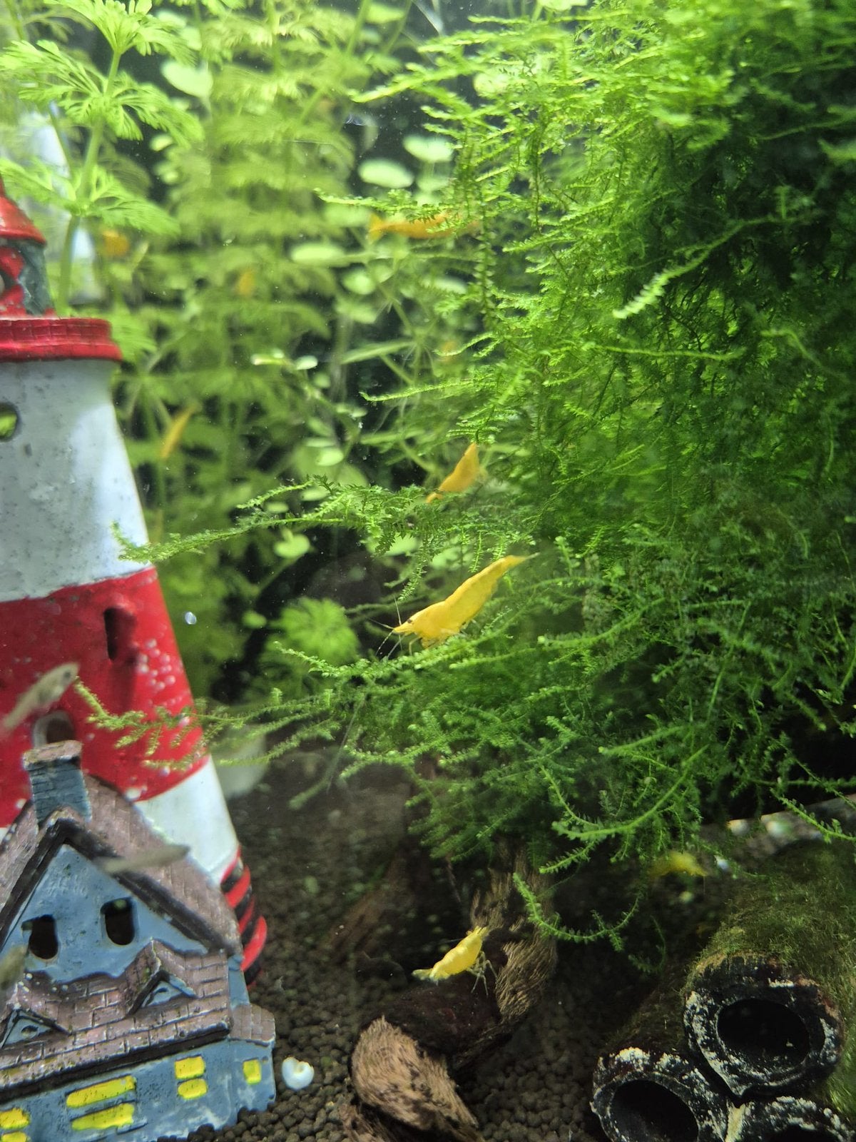Yellow Golden Back Neocaridina garnalen, Ophalen, Zo goed als nieuw