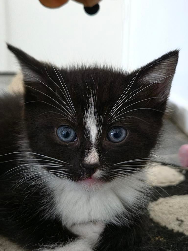 Mooie mix ragdoll / Britse korthaar ( Tabby )
/ maine coon., Dieren en Toebehoren, Poes