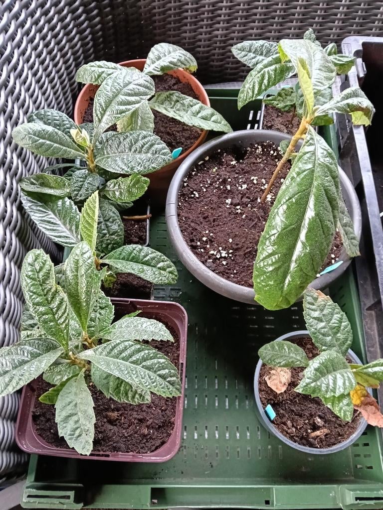 Japanse Mispel/ Loquat, Ophalen, In pot, Halfschaduw, Minder dan 100 cm