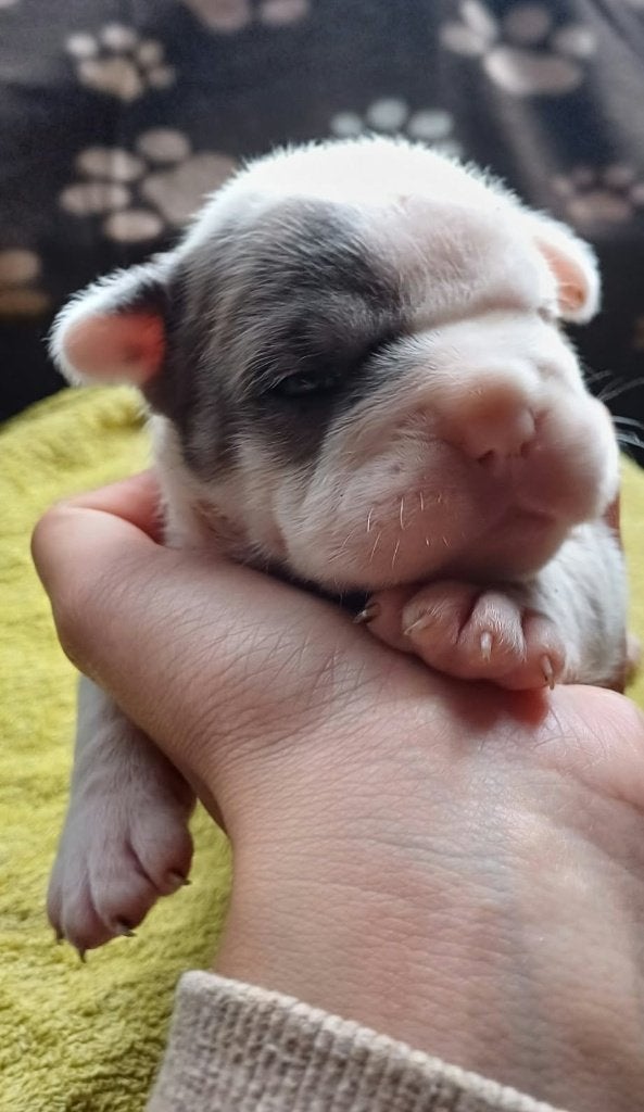 Engelse x franse bulldog puppys, België, Particulier, 8 tot 15 weken, Bulldog