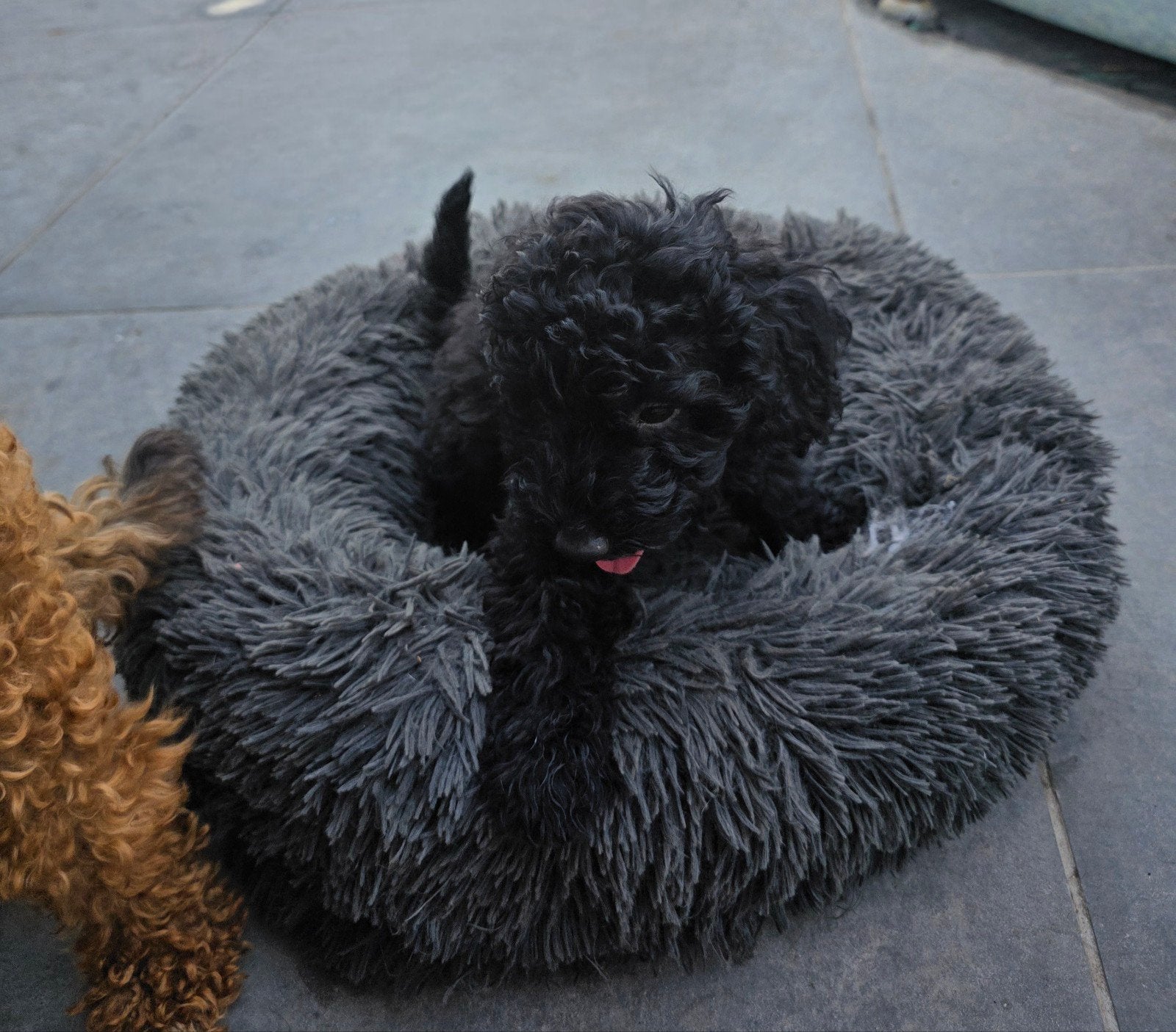 nog 1 maltipoo pup. zwarte teefje, Overige rassen, 8 tot 15 weken, Teef, Meerdere