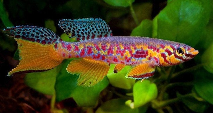 Fundulopanchax Fallax - killivissen - Koidreams Valburg, Dieren en Toebehoren, Vissen | Aquariumvissen, Vis, Zoetwatervis