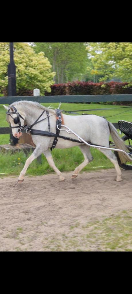 4 jarige betuigde Welsh ruin, Dieren en Toebehoren, Pony's, Ruin, 3 tot 6 jaar