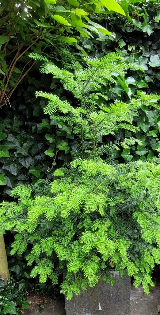 taxus 1 stuk, Ophalen, Taxus, Minder dan 100 cm