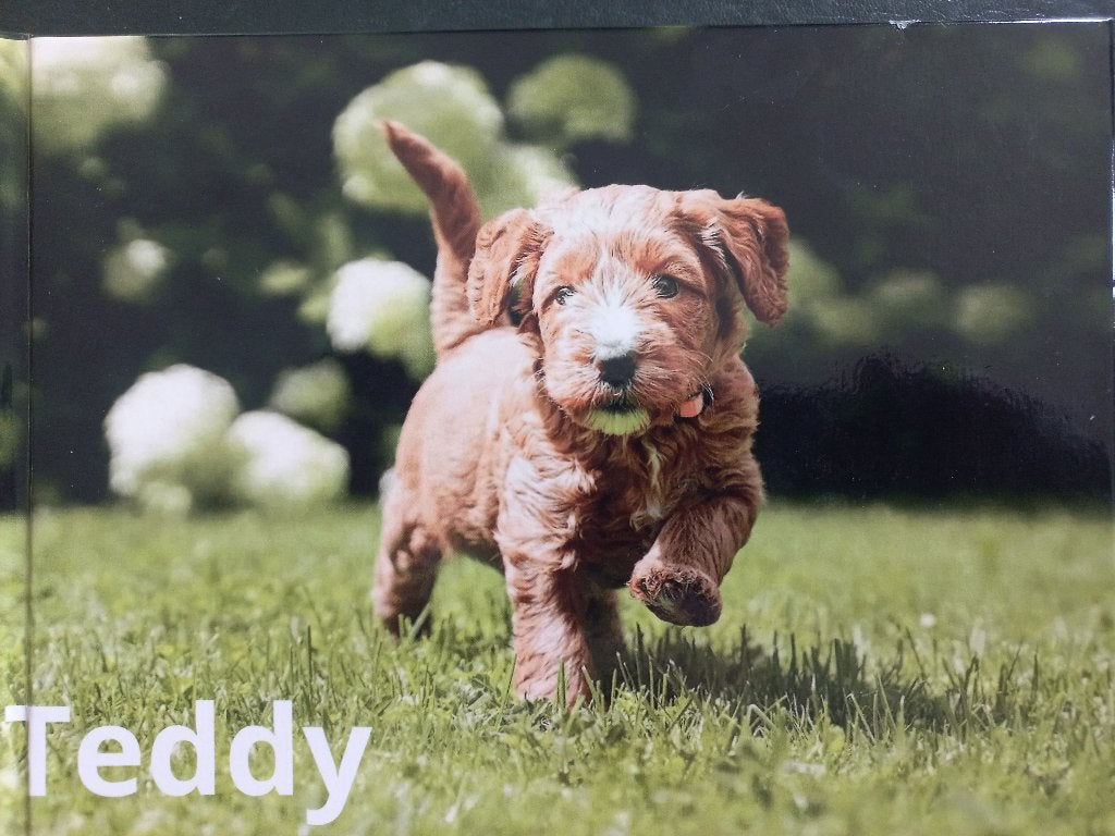 australian labradoodle pups, Dieren en Toebehoren, Honden | Retrievers, Spaniëls en Waterhonden, Parvo, Overige rassen, 8 tot 15 weken