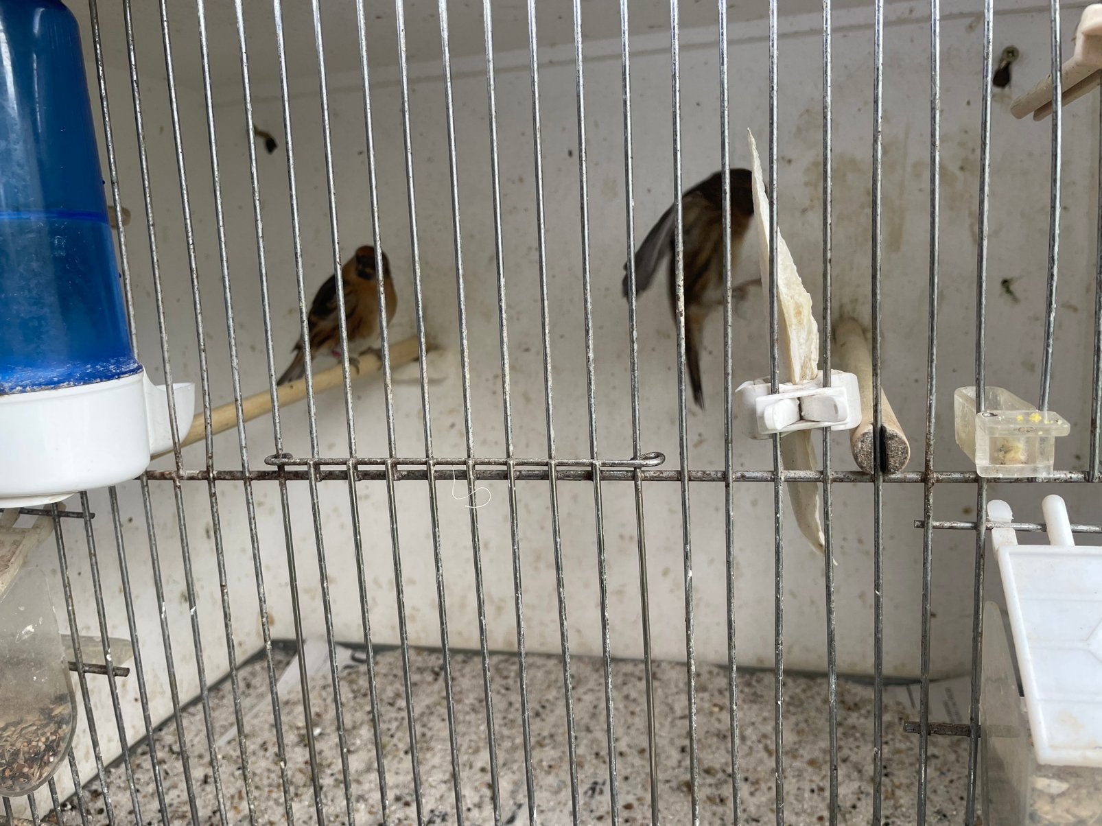 Te koop koppel kleine barmsijzen wildkleur, Dieren en Toebehoren, Meerdere dieren, Wildzangvogel, Geringd