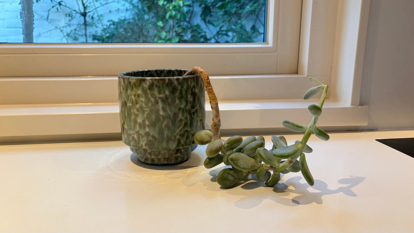 Succulent in a pot, Volle zon, Vaste plant, Bloeit niet, Ophalen