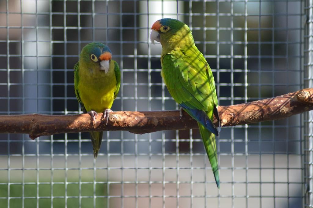 Eupsittula canicularis eburnirostrum (Petz Aratinga), Meerdere dieren, Parkiet, Geringd