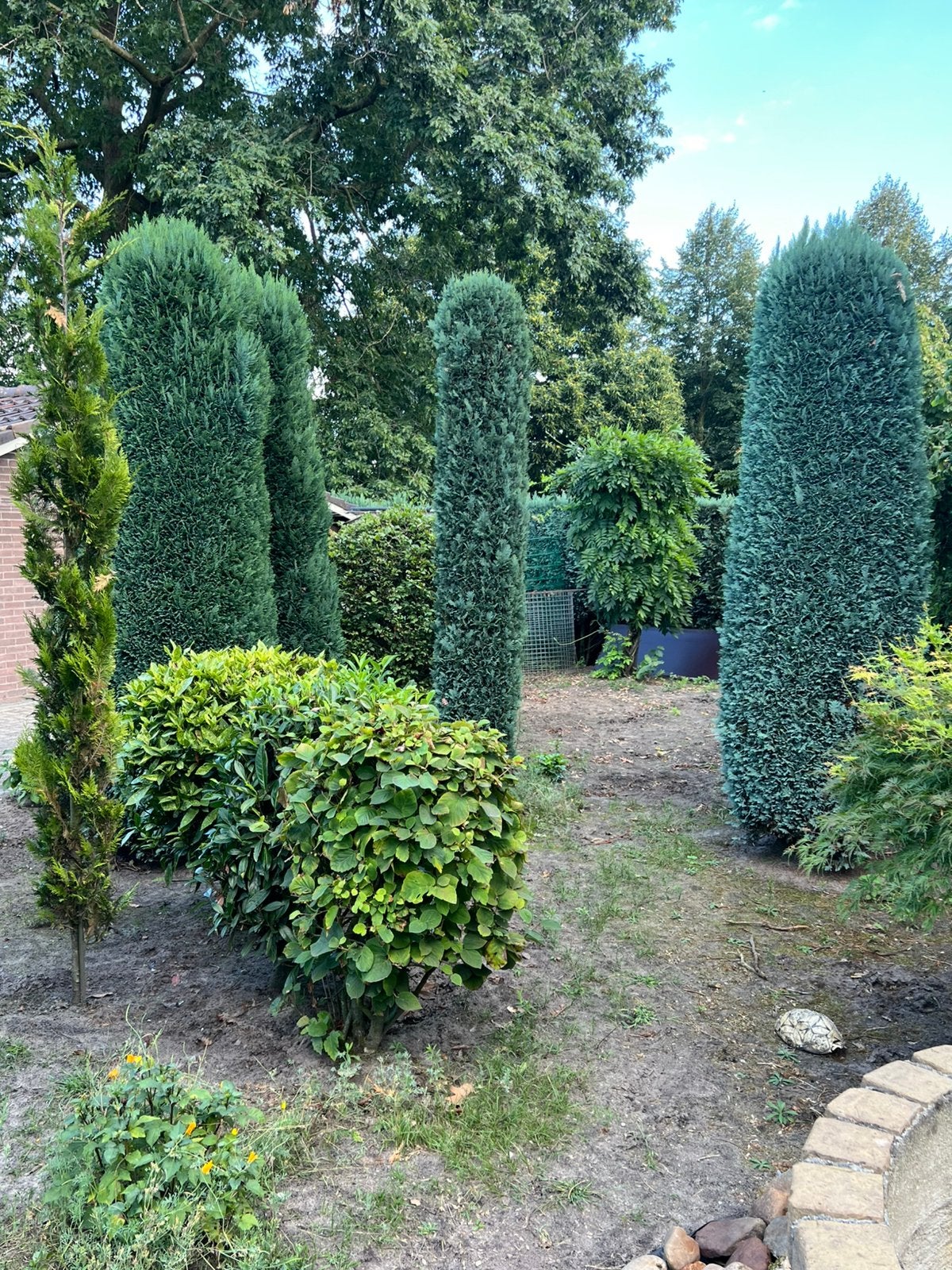 Struiken bomen planten gratis ophalen, Ophalen, Volle zon, Overige soorten