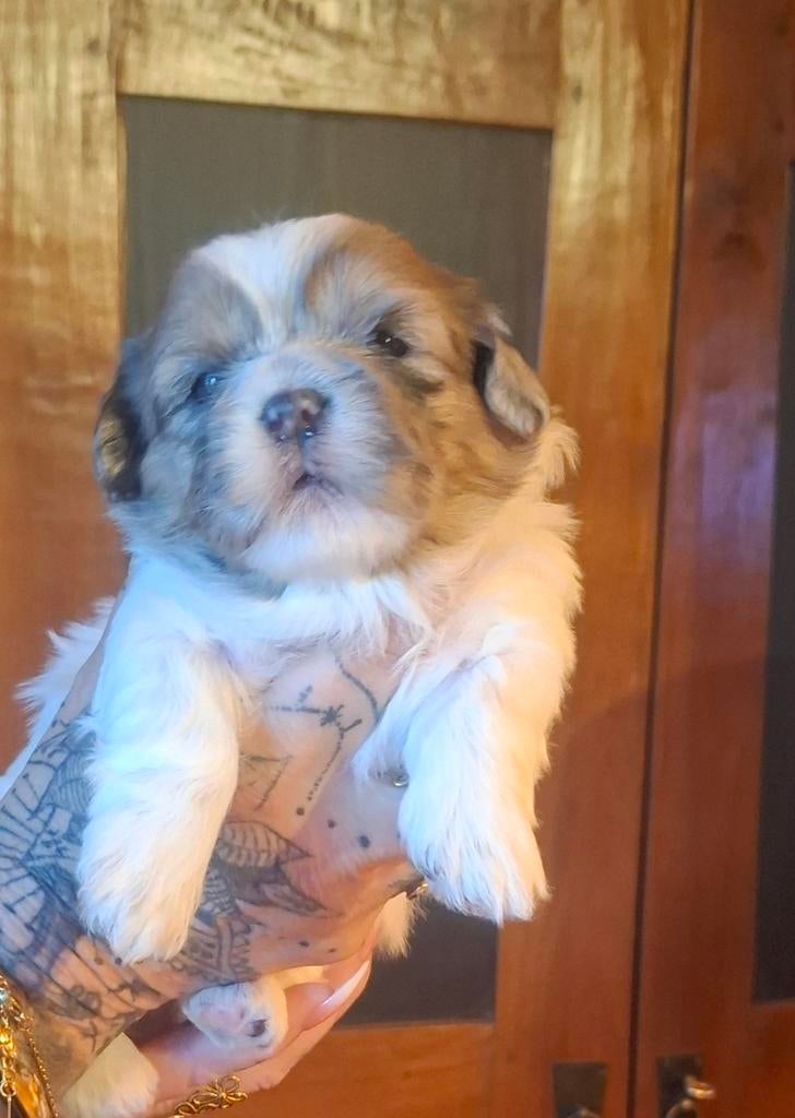 Prachtige nest shih-tzu nog 2 teefjes, Overige rassen, 8 tot 15 weken, Teef, Parvo